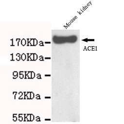 ACE Monoclonal Antibody