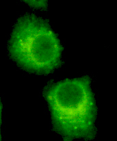 Rab2A(C-term) Monoclonal Antibody