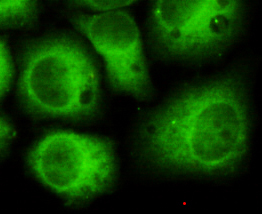 CDK5(N-term) Monoclonal Antibody