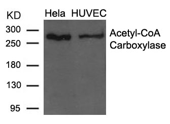 Acetyl-CoA Carboxylase(Ab-79) Antibody