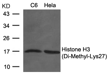 Histone H3 (Di-Methyl-Lys27) Antibody 
