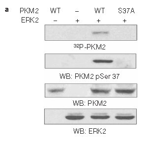 PKM2(phospho-Ser37) Antibody