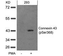 Connexin 43 (phospho-Ser368) Antibody