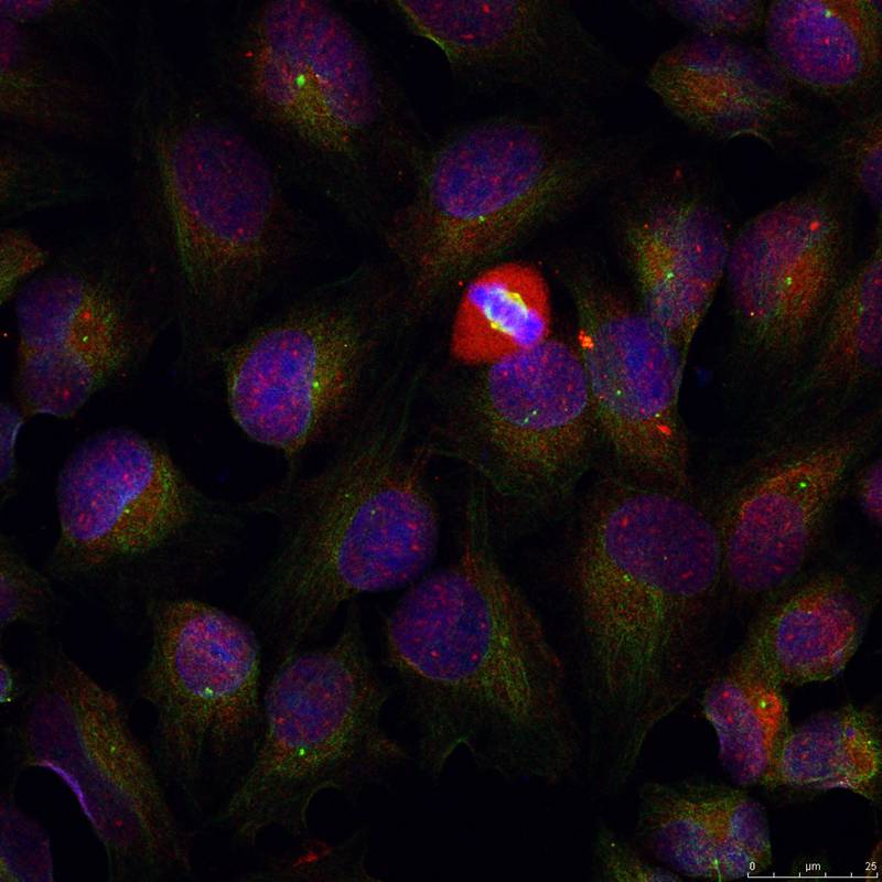 NFκB-p105/p50(Phospho-Ser337) Antibody