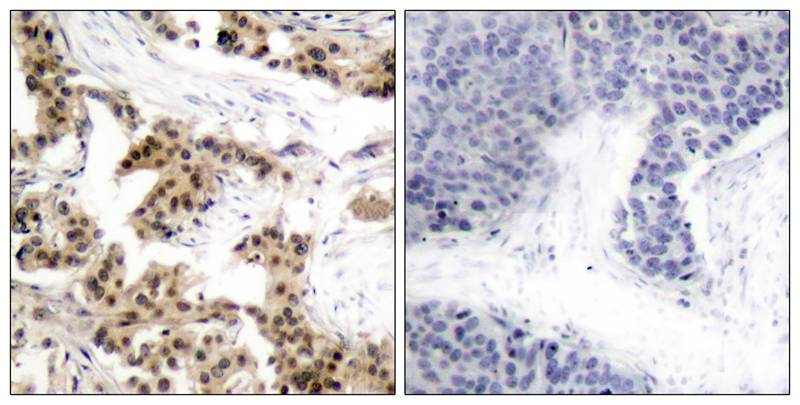 NFκB-p105/p50(Phospho-Ser893) Antibody