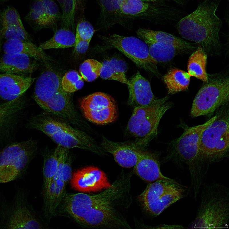 BCL-XL(Phospho-Ser62) Antibody