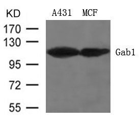 Gab1(Ab-627) Antibody
