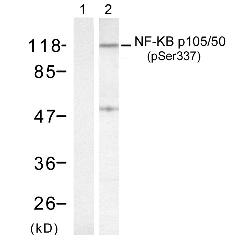 NFκB-p105/p50(Phospho-Ser337) Antibody