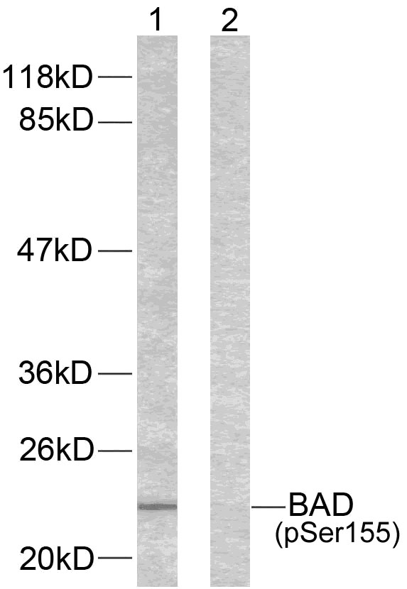 BAD(Phospho-Ser155) Antibody