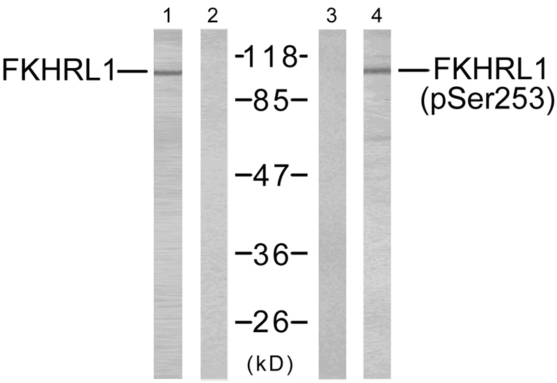FKHRL1(Phospho-Ser253) Antibody