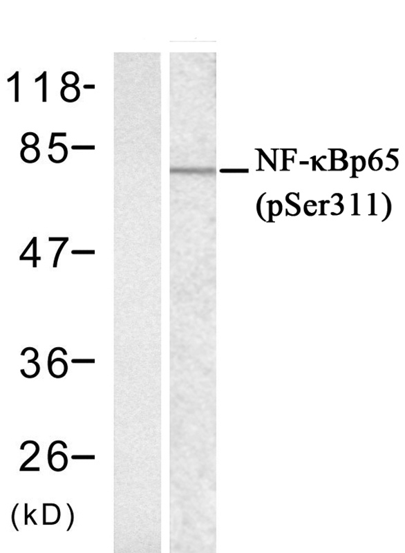 NFκB-p65 (phospho-Ser311) Antibody - SAB | Signalway Antibody