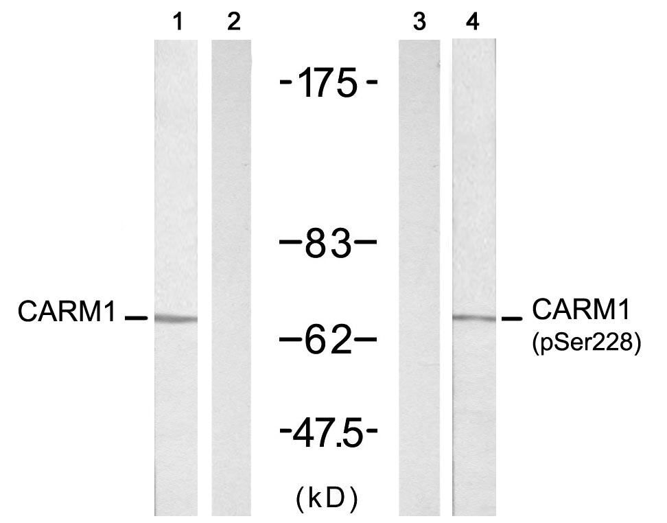 CARM1(Phospho-Ser228) antibody