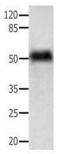 ACTG1 Antibody