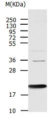 AGR2 Antibody