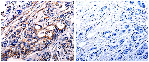 ALDH1A2 Antibody