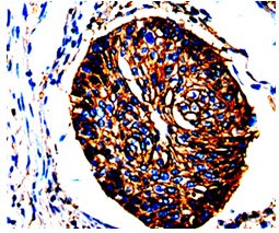 ANXA2 Antibody