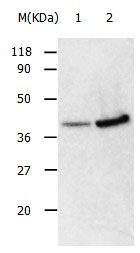 ANXA2 Antibody