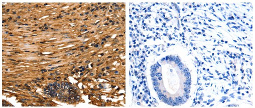 ANXA5 Antibody