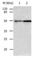 CASP2 Antibody