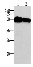 TP53 Antibody