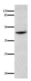 IL18BP Antibody