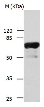 IL23R Antibody
