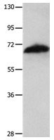 AIFM1 Antibody