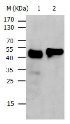 KRT17 Antibody