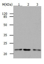 RAP1B Antibody