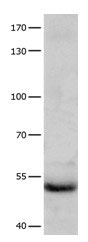 CCNA1 Antibody