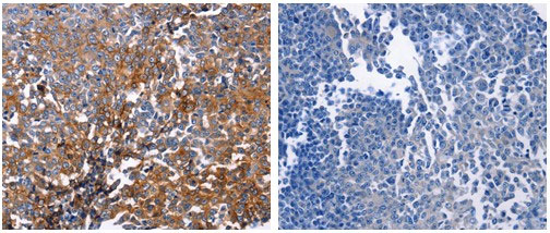 DUSP6 Antibody