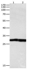 DUSP6 Antibody