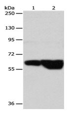 GRK4 Antibody