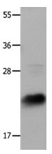 IL18 Antibody