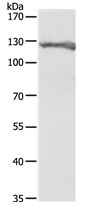 PC Antibody