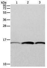 PFN1 Antibody