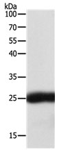 SNAP25 Antibody