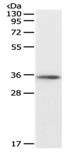 SOX2 Antibody