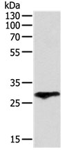 F3 Antibody