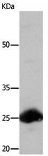 RAB18 Antibody
