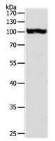 PYGB Antibody