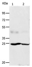 FGF7 Antibody