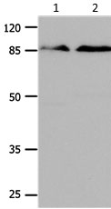 CTNNB1 Antibody