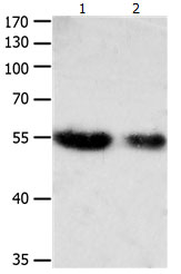 CBFA1 Antibody