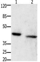 GRPR Antibody