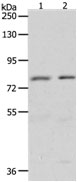 BRAF Antibody