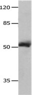 MMP8 Antibody