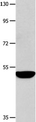 MMP10 Antibody