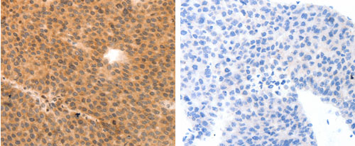 MYL9 Antibody