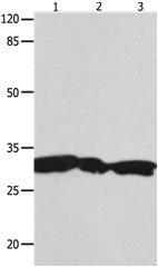 YWHAG Antibody